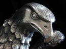 Águila Gambón